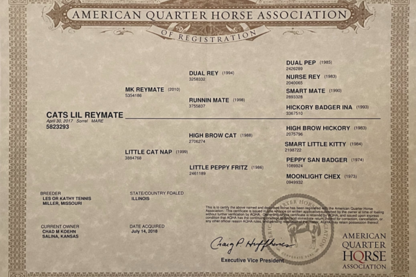 American quarter horses Association