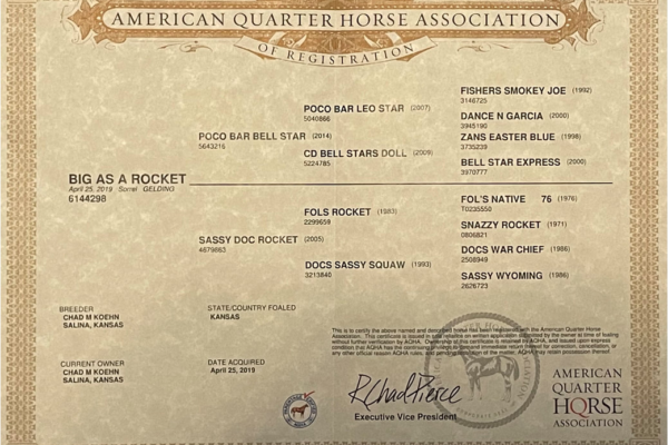 American quarter horses Association