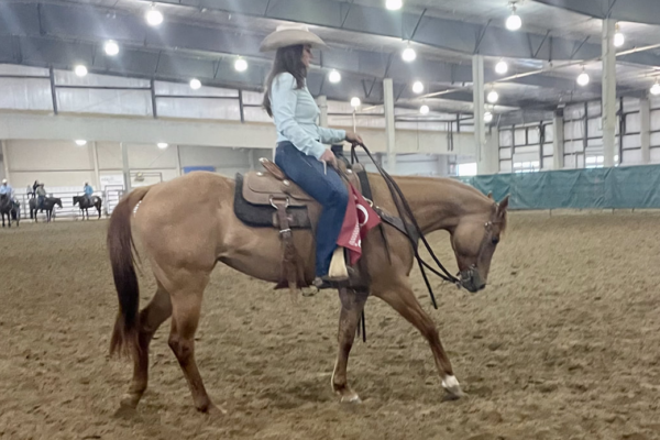 Red roan filly