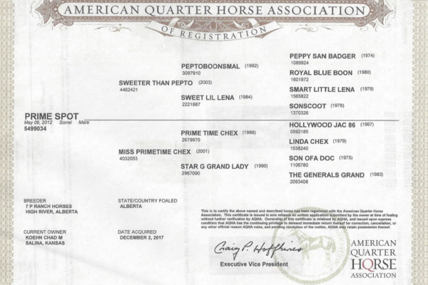 American quarter horses Association