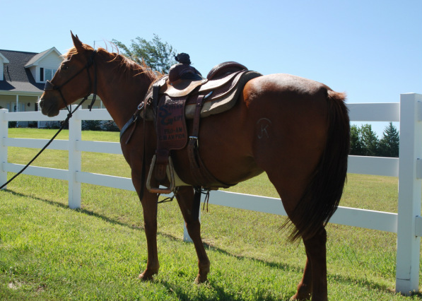 Broodmares horse