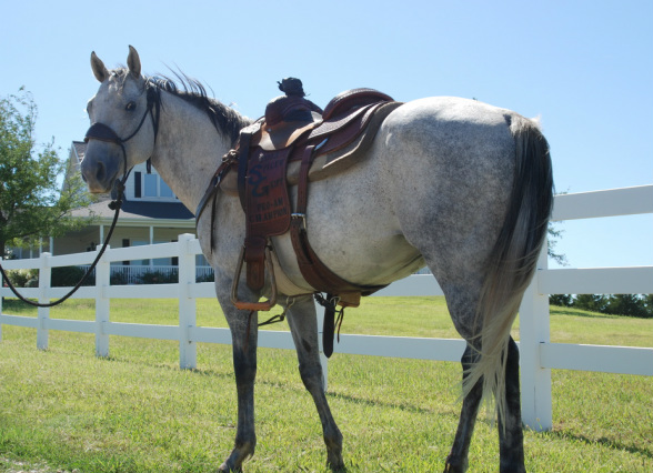 Team roping horses