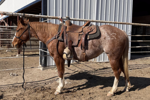 Ranch horse