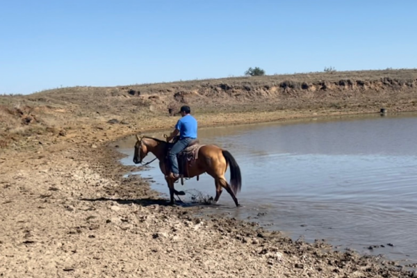 Dakota horses