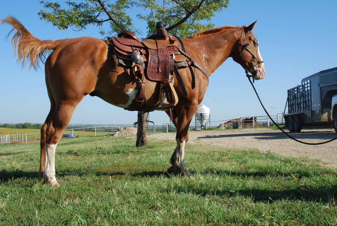 Beautiful American quarter horses