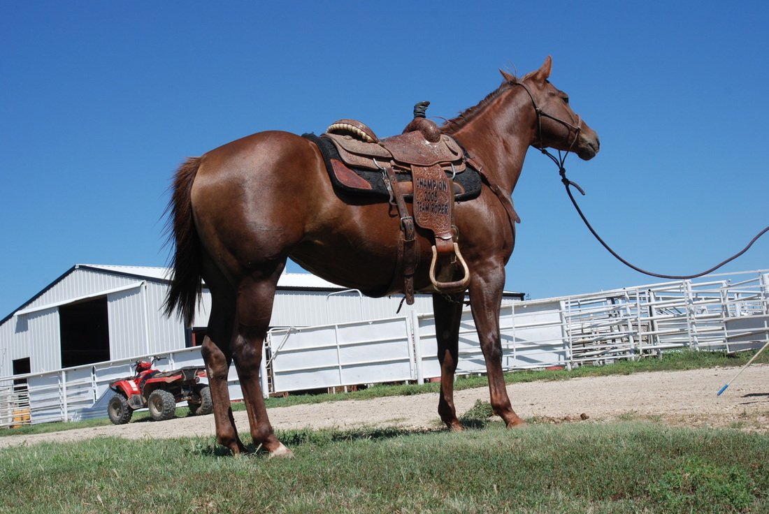 Stallions horse