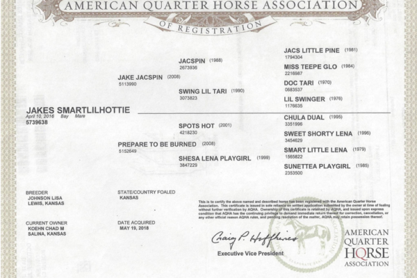 American quarter horses Association