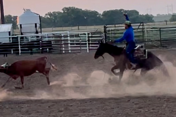 Buckskin horses