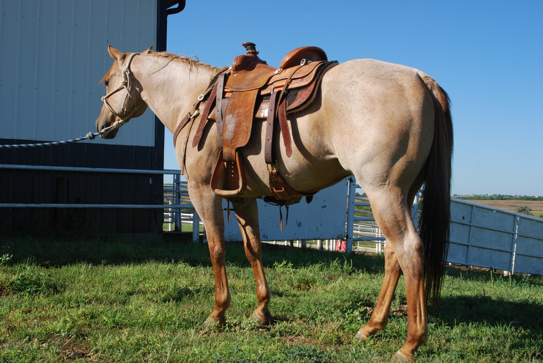 Whiskey horse