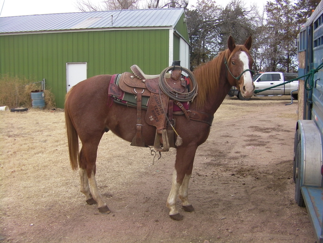 Feed lot horse