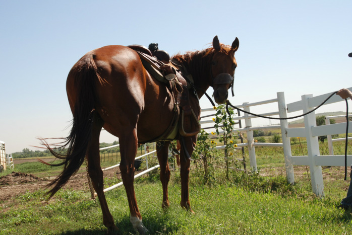 Top showjumping stallions 2023