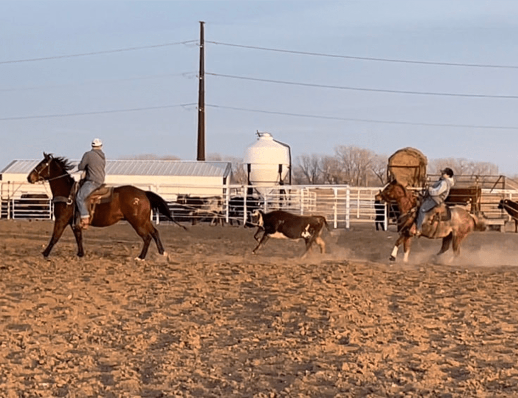 Broodmares in Kansas, USA