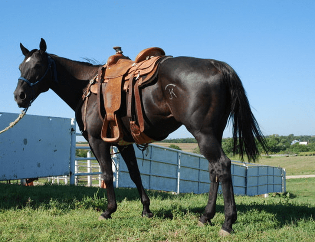 Use of Horses In Kansas, USA