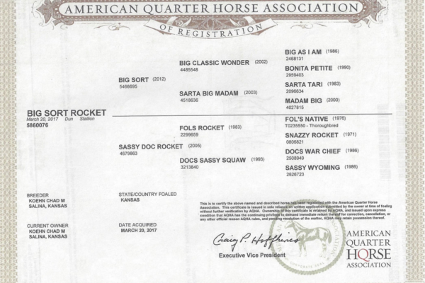 American quarter horses Association