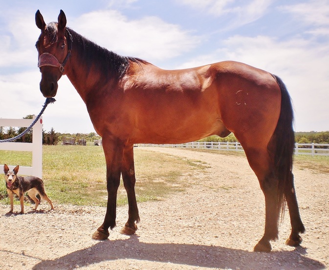 C.J. purebred horse