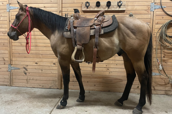 Nowata horses horse