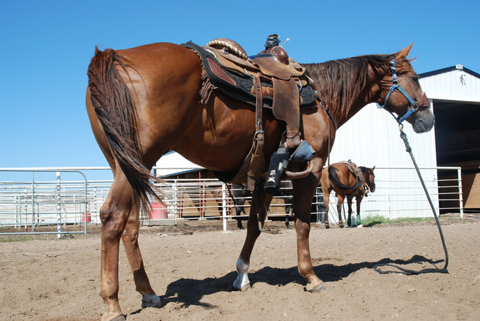 Barrel Horses