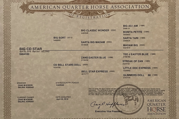 American quarter horses Association