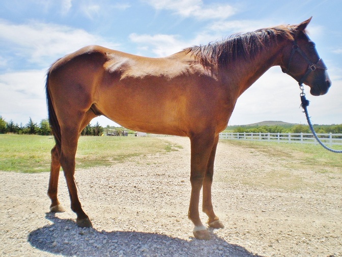 Equine classifieds horse