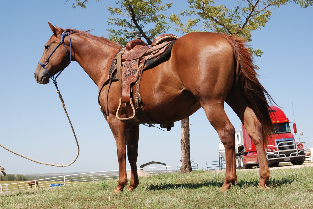 Best stallions for breeding