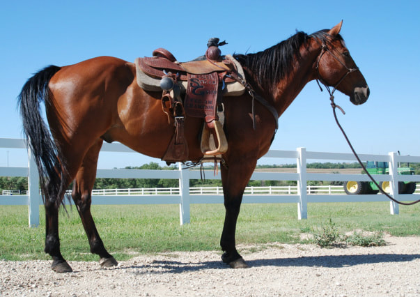 Barrel Racing Horses