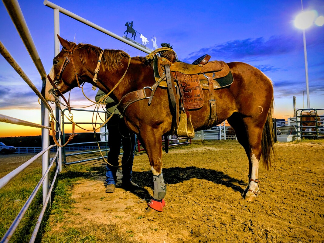 Tie down and team roping horses
