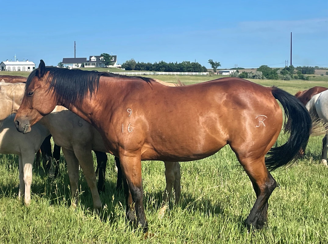 Providing Equine-Assisted Services in Kansas, USA