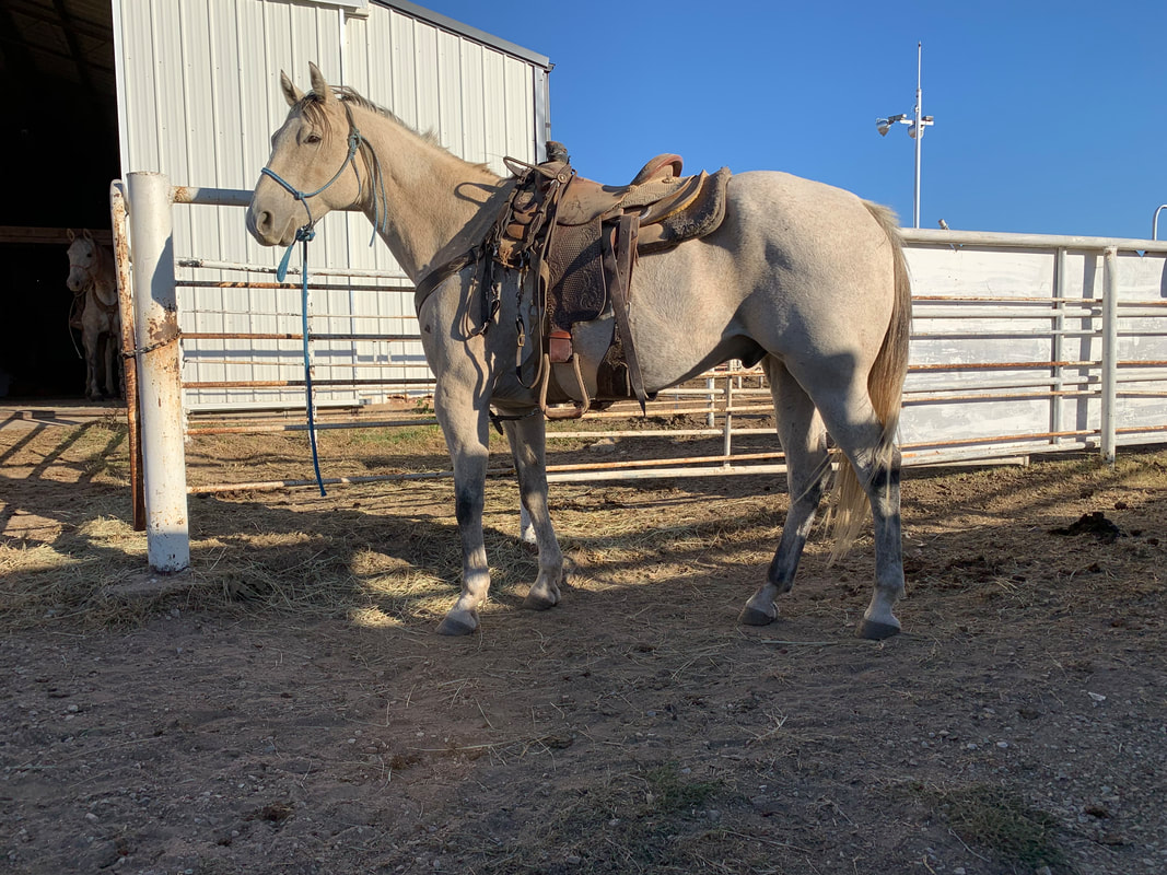 Rambler horse