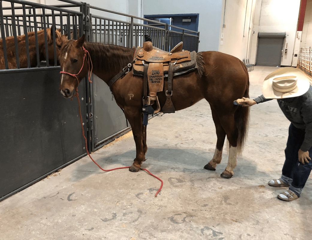 Taking Care of Horse’s Mental Health